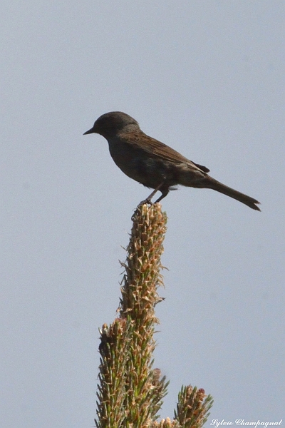 Accenteur mouchet las Conques.jpg